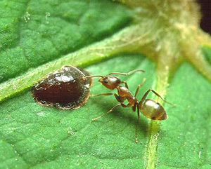 FAQs about Argentine Ant from Steve's Termite and Pest Control in Sarasota, FL