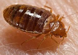 Eliminate Bed Bugs with Steve's Termite and Pest Control in Sarasota, FL