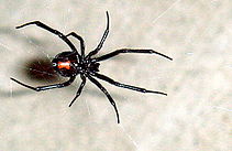 FAQs about Black and Brown Widow Spiders from Steve's Pest Control in Sarasota, FL
