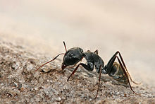 FAQs about Carpenter Ants from Steve's Termite and Pest Control in Sarasota, FL