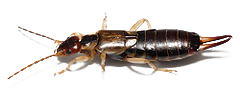 FAQs about Earwigs from Steve's Termite and Pest Control in Sarasota, FL
