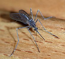 FAQs about Mosquitoes from Steve's Termite and Pest Control in Sarasota, FL
