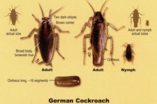 Safe Pest Control Services Prevent Cockroaches and German Cockroaches for Sarasota to Dunedin, FL