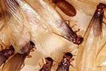 Environmentally Safe Pest Control for Social Insects such as Termites is Termidor for Sarasota, FL