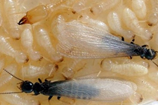 Environmentally Safe Pest Control for Social Insects such as Termites is Termidor for Clearwater, FL