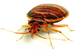 Safe Way to Eliminate Bed Bugs with Natural Bed Bug Formula Guaranteed Effective for Sarasota, FL