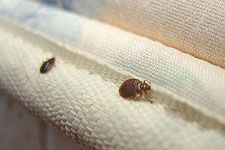 Eliminate Bed Bugs with Natural Bed Bug Formula Guaranteed Effective and Safe for Sarasota, Florida