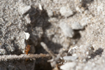 Pest Control for Fire Ants to Carpenter Ants is Safe and Effective in Bradenton and Sarasota, FL