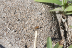 Pest Control for Fire Ants to Carpenter Ants is Safe and Effective in Bradenton and Sarasota, FL