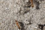 Pest Control for Fire Ants to Carpenter Ants is Safe and Effective in Bradenton and Sarasota, FL