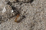 Pest Control for Fire Ants to Carpenter Ants is Safe and Effective in Bradenton and Sarasota, FL