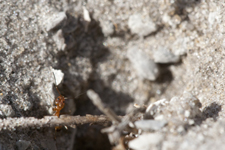 Pest Control for Fire Ants to Carpenter Ants is Safe and Effective in Bradenton and Sarasota, Florida