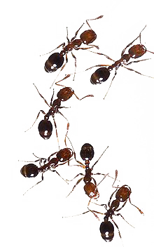 FAQs about Red Fire Ants from Steve's Termite and Pest Control in Sarasota, FL