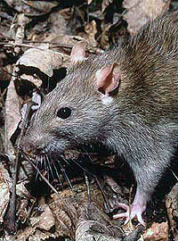 FAQs about Roof Rats from Steve's Termite and Pest Control in Sarasota, FL