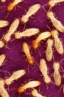 FAQs about Subterranean Termites from Steve's Termite and Pest Control in Sarasota, FL